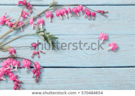 Foto stock: Bleeding Heart Flower With Grunge Background