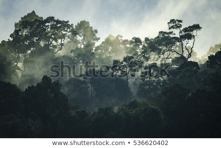 Foto d'archivio: Dense Tropical Forest