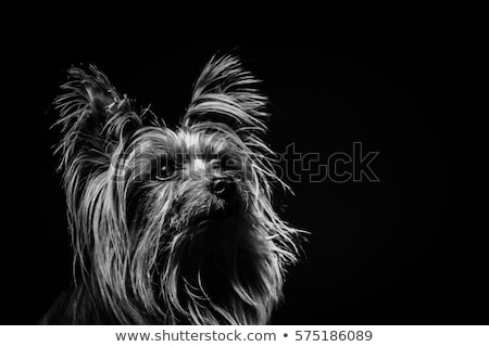 Сток-фото: Cute Yorkshire Terrier Portrait In A Black Photo Studio