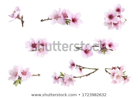 Stok fotoğraf: Beautiful Sakura Flower