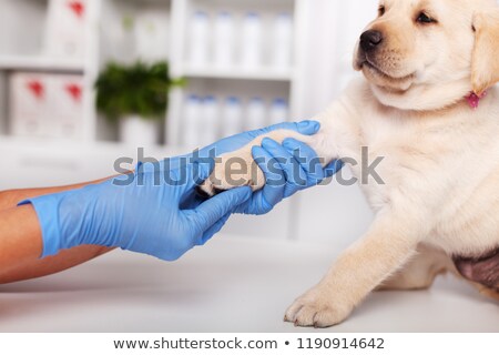 Stockfoto: Reluctant Labrador Puppy Dog Being Examined At The Veterinary Do