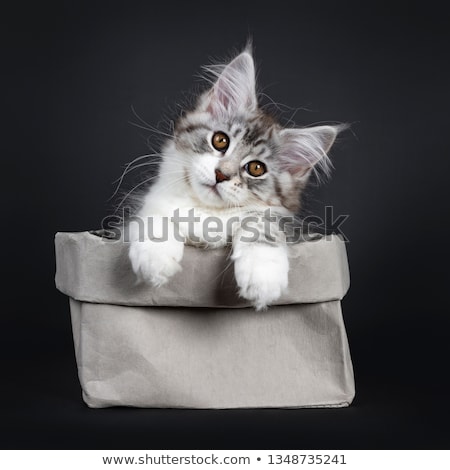 Stock photo: Majestic Red Silver Maine Coon Cat Kitten On Black