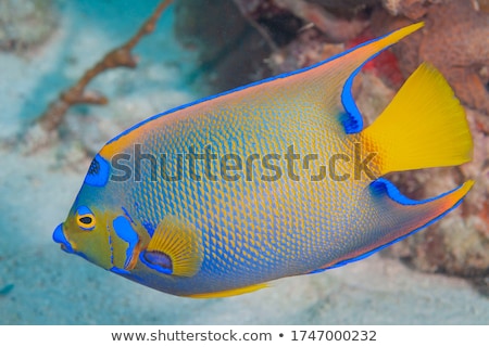 Stock photo: Colorful Angelfish