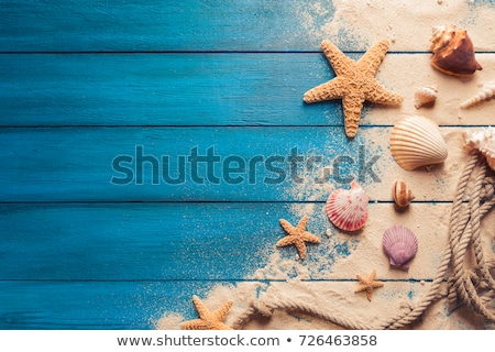 Foto stock: Summer Time Sea Shell On The Beach