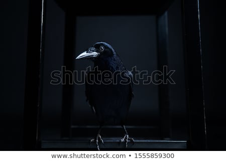 Stok fotoğraf: Portrait Of A Crow