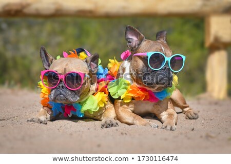 Сток-фото: Bulldog Wearing A Flower Garland