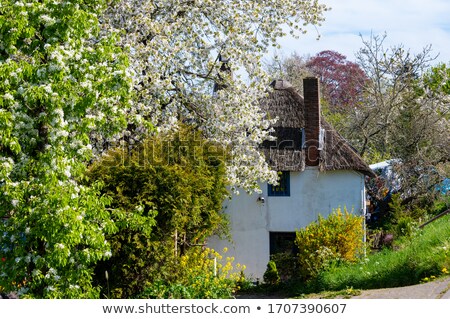 Stok fotoğraf: Reed Cherry Fruit On The Tree