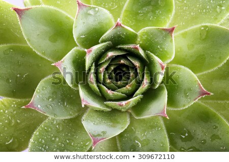 Stok fotoğraf: Succulent Or Cactus With Water Drops