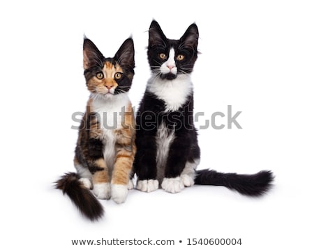 Stockfoto: Majestic Tortie Maine Coon Cat Kitten