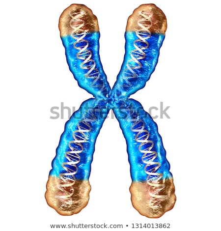 Foto stock: Telomere Concept Isolated