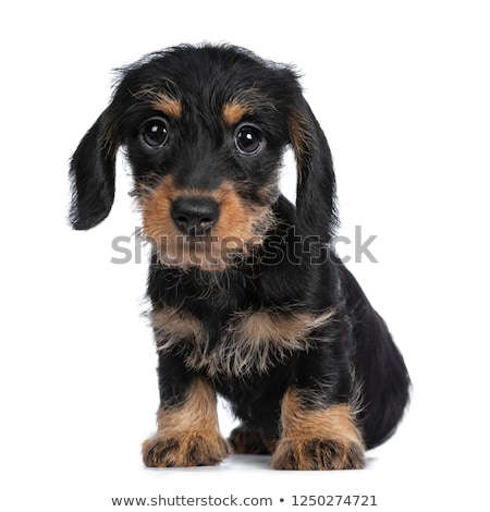 Stockfoto: Sweet Black And Brown Wirehaired Dashound Puppy