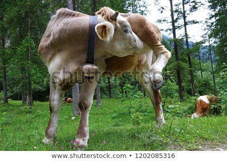 Foto d'archivio: Cow Lifting Her Leg