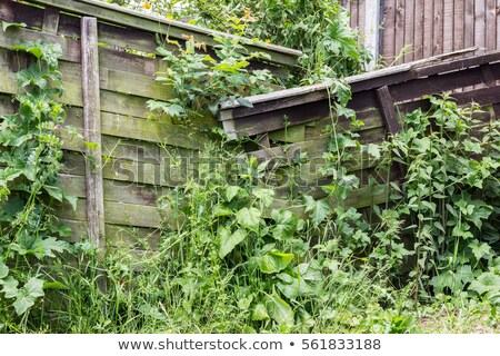 Zdjęcia stock: Overgrown Garden