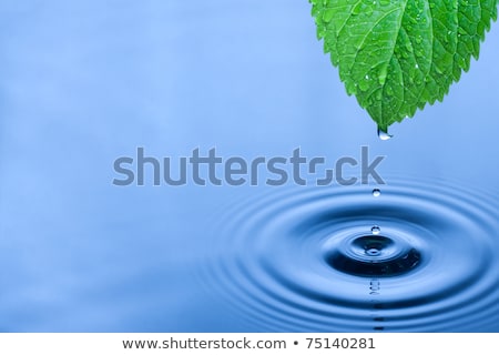 Foto stock: Green Leaf With Water Ripple