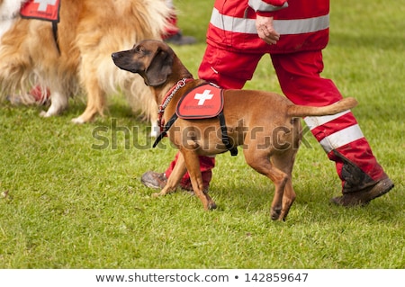 Stock foto: Lifesaver Dog