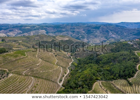 Stok fotoğraf: Port Wine Vineyards In Portugal