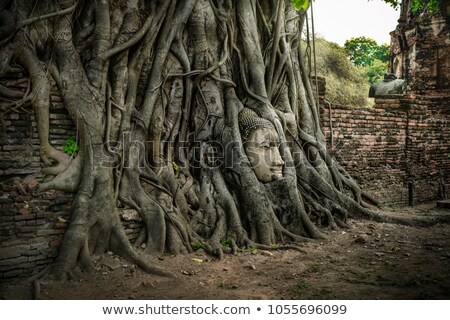 Stock photo: Head Of Sandstone Buddha In Tree Root