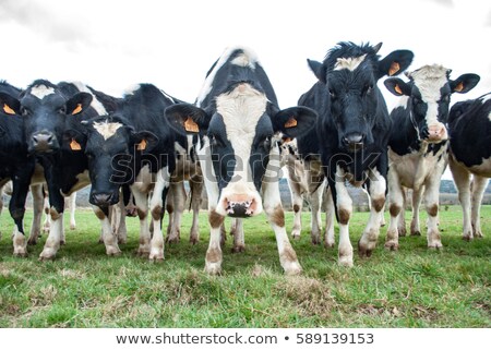 Zdjęcia stock: Curious Heard Of Black White Cows