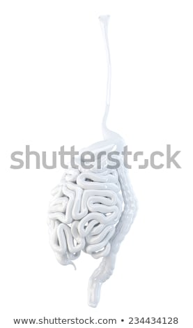 Foto stock: Human Digestive System 3d Illustration Contains Clipping Path
