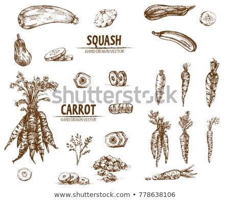 Stock fotó: Squash Vector Icons Thin Line Flat And Hand Drawn Styles