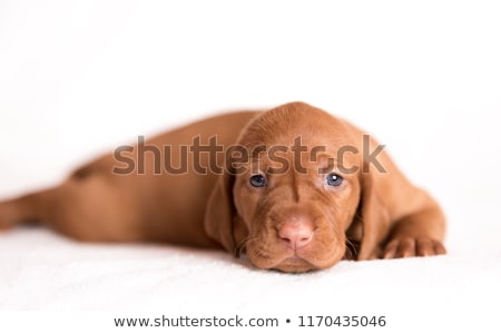 Foto stock: Hungarian Vizsla Portrait In A White Photo Studio