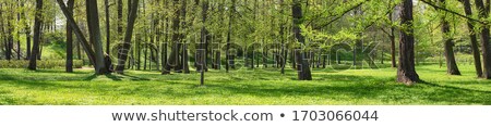 Stock photo: Forest Panorama In Summer