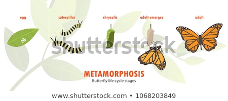 Stockfoto: Butterfly Life Cycle Metamorphosis