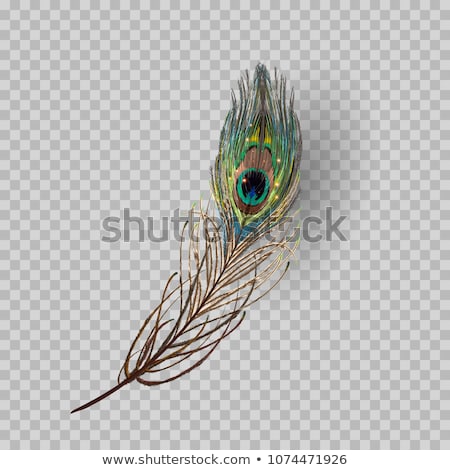 [[stock_photo]]: Peacock With Feathers Out