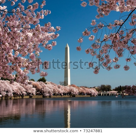 Stock fotó: Seresznyevirágok · a · Washington · emlékmű · körül · Dc