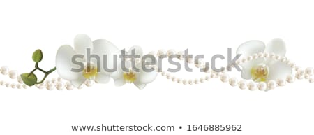 Foto stock: Orchids With Beads