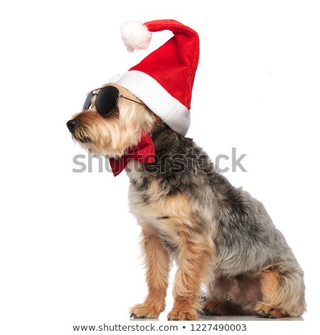 Сток-фото: Side View Of Adorable Gentleman Yorkshire Terrier Wearing Santa