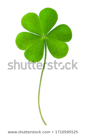Stok fotoğraf: Lucky Four Leaf Clover Shamrock On Blurred Background