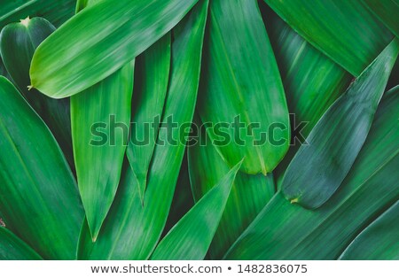 Foto d'archivio: Beautiful Green Background With Bamboo Leaves