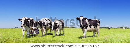 Stock fotó: Panorama Of Cows In A Meadow