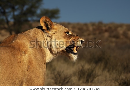 Stok fotoğraf: Lioness Shows Teeth