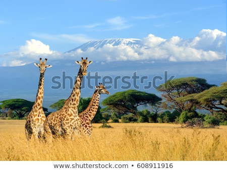 Foto stock: Giraffe - Wildlife And Background Beauty From Africa