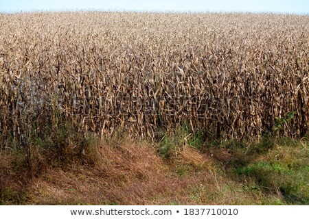 Stockfoto: Tall Corn Ready To Harvest