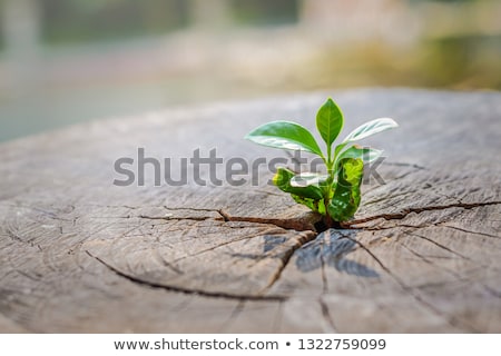 [[stock_photo]]: New Leafs