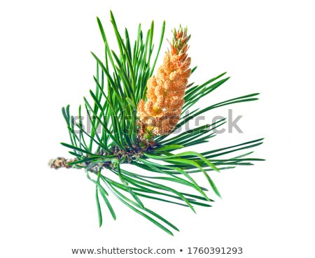 Stock photo: Pine Pollen