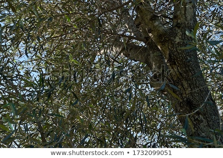 ストックフォト: Fresh Olive Oil Mediterranean Rural Theme