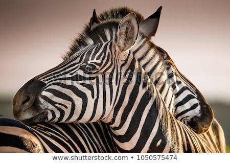 Stock fotó: Zebras At Sunset