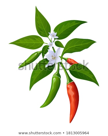 Red Chili Pepper Isolated Eps 10 Foto stock © Sarunyu_foto