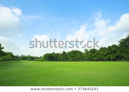 Zdjęcia stock: Grass And Sky