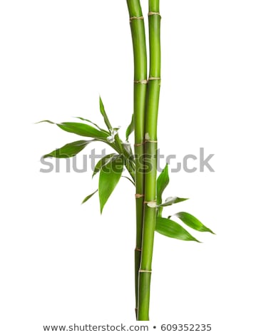 Foto d'archivio: Lucky Bamboo On White Background
