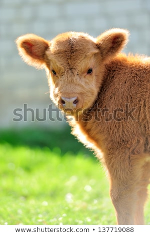 Stock fotó: Cow Eating Grass In A Meadow In England