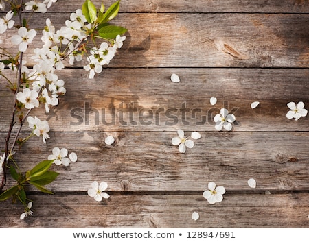 Zdjęcia stock: Pear Blossom As Spring Background