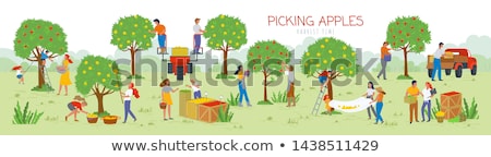[[stock_photo]]: Woman Picking Apples In Garden