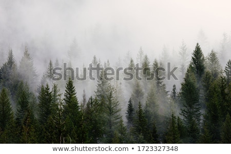 Foto stock: Beautiful Pine Trees On Mountains