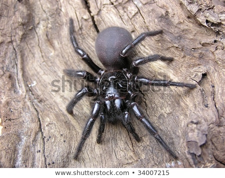 Foto stock: Sydney Funnel Web Spider