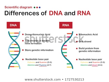 Foto stock: Deoxyribonucleic Acid